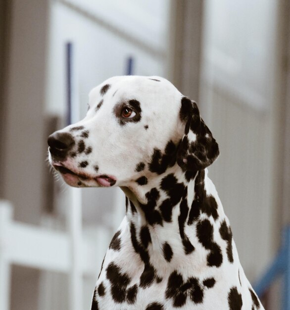 写真 遠くを見回す犬のクローズアップ