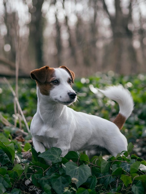 写真 遠くを見回す犬のクローズアップ