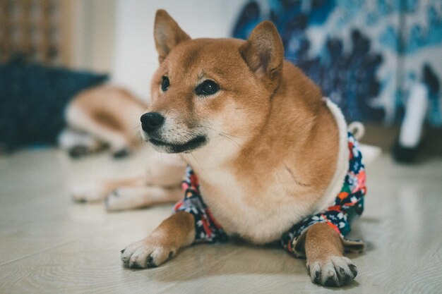 写真 遠くを見回す犬のクローズアップ