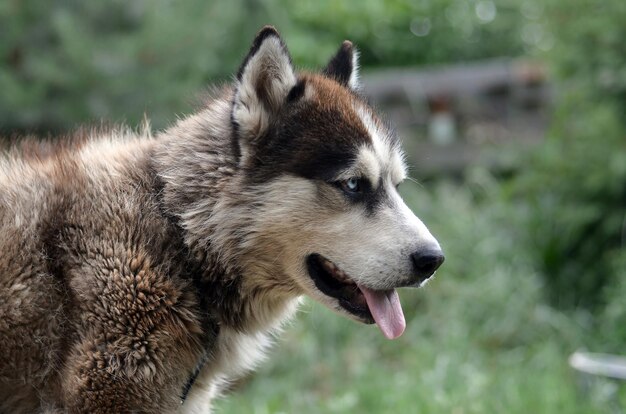 写真 犬が目をそらしているクローズアップ