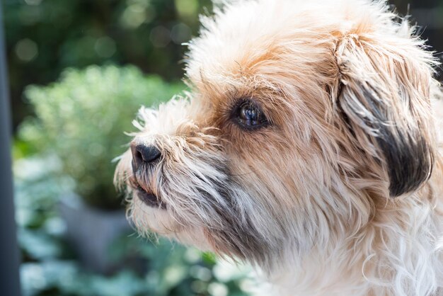 写真 遠くを見回す犬のクローズアップ