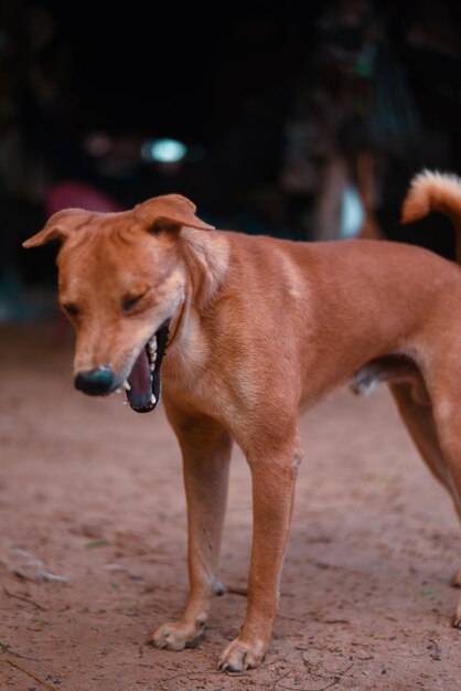 写真 遠くを見回す犬のクローズアップ