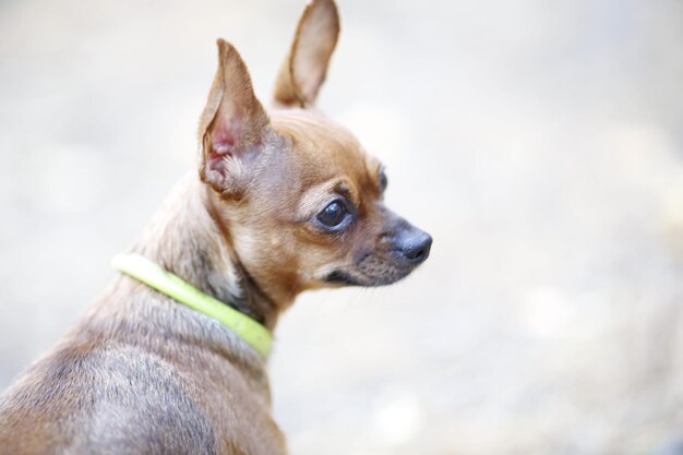 写真 遠くを見回す犬のクローズアップ