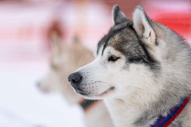 写真 遠くを見回す犬のクローズアップ