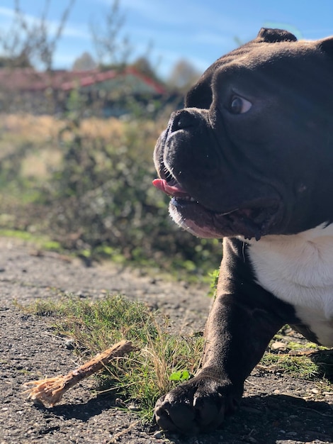 写真 遠くを見回す犬のクローズアップ