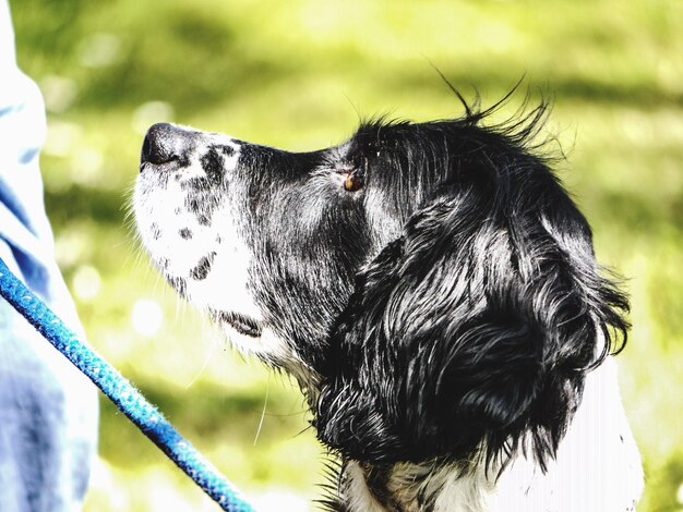 写真 遠くを見回す犬のクローズアップ