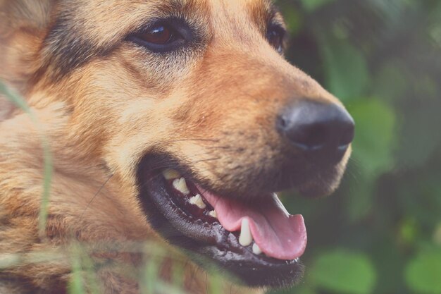 写真 犬が目をそらしているクローズアップ