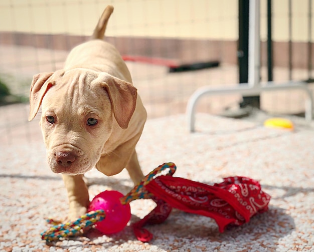 写真 犬が目をそらしているクローズアップ