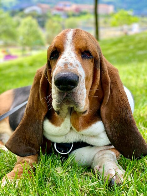 写真 公園のフィールド・ブルーズで犬のクローズアップ