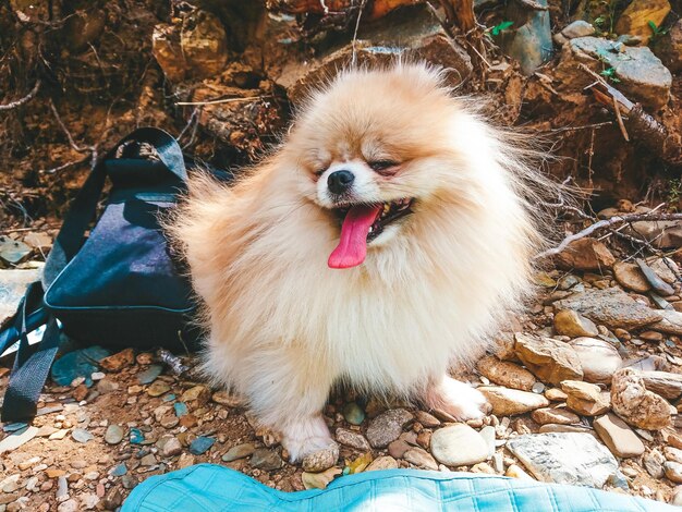 사진 에 있는 개 의 클로즈업