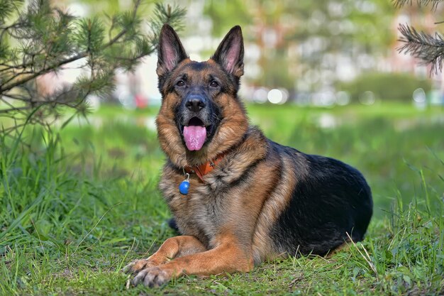 写真 フィールドでの犬のクローズアップ