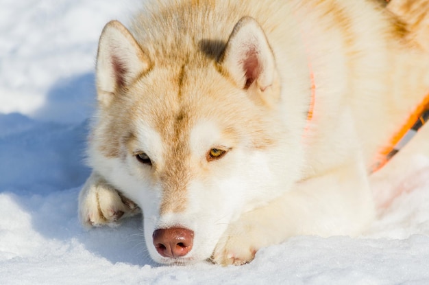 写真 雪の上にある犬のクローズアップ