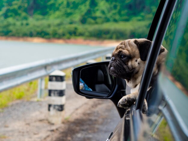 写真 道路上の犬のクローズアップ