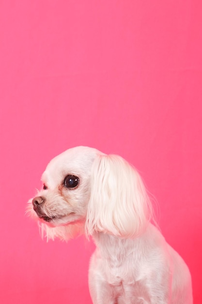 写真 ピンクの背景に犬のクローズアップ