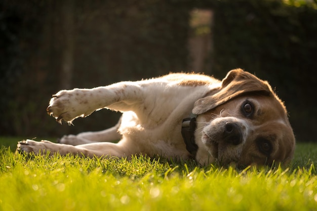 Фото Клоуз-ап собаки, отдыхающей на поле