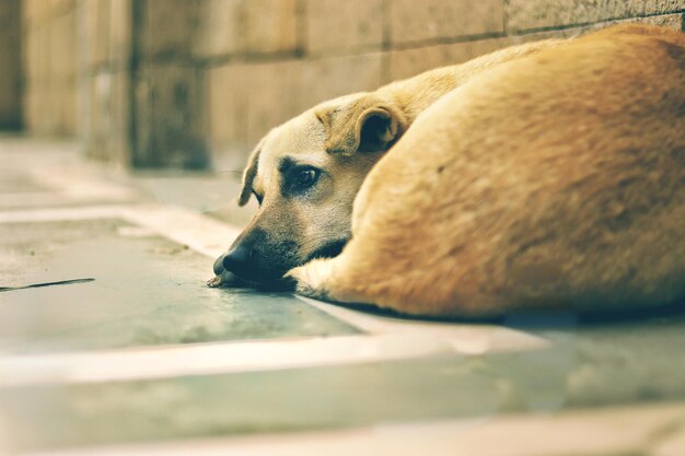 写真 休んでいる犬のクローズアップ