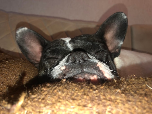 写真 寝ている犬のクローズアップ