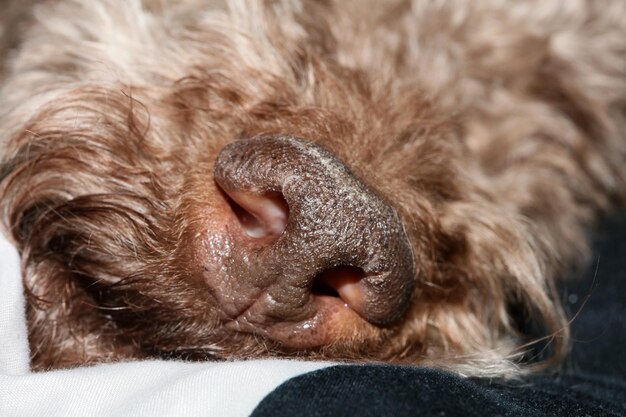 写真 寝ている犬のクローズアップ