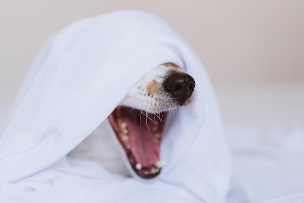 写真 吠える犬のクローズアップ