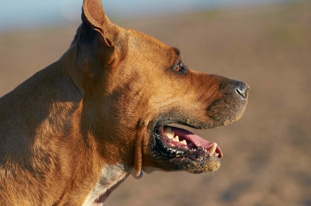 写真 犬のクローズアップ