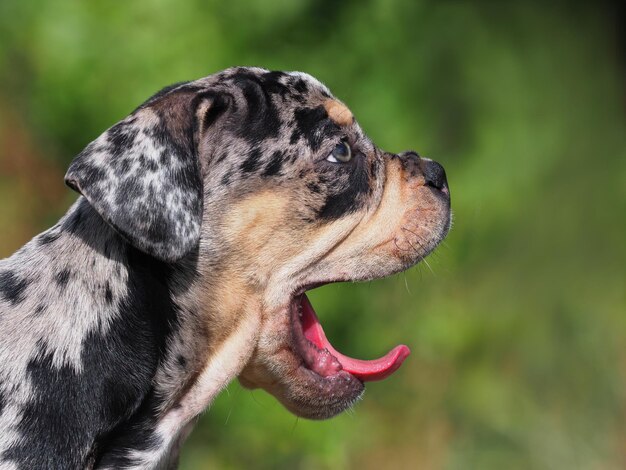 写真 犬のクローズアップ