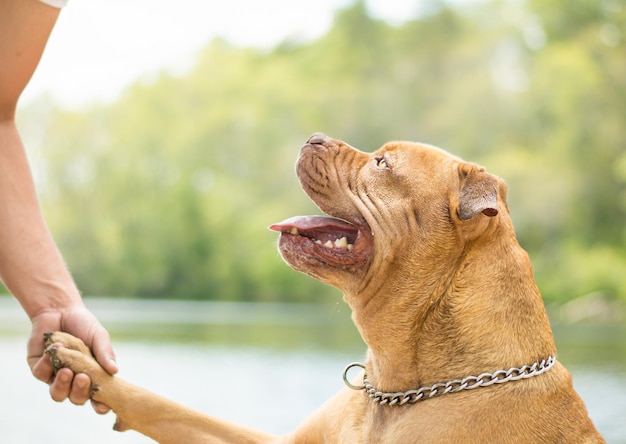 写真 犬のクローズアップ