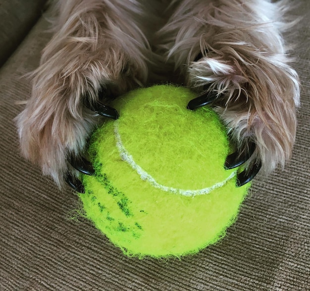 写真 犬のクローズアップ