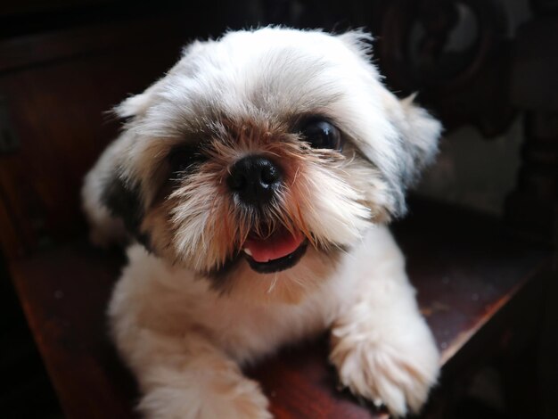 写真 犬のクローズアップ