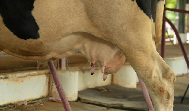 写真 犬のクローズアップ