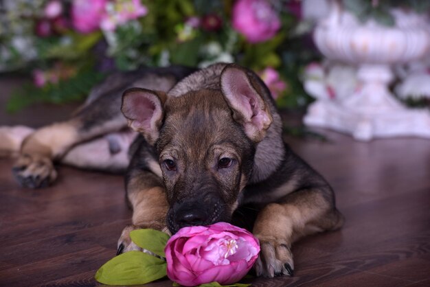 写真 犬のクローズアップ