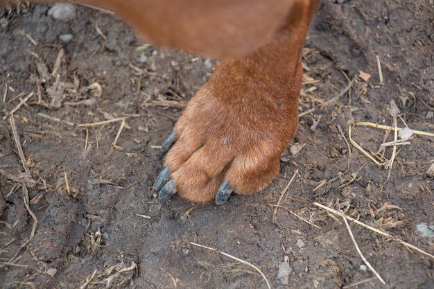 写真 犬のクローズアップ