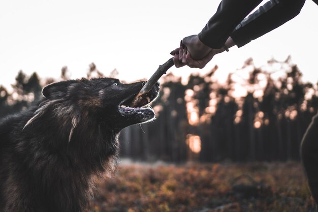 写真 犬のクローズアップ