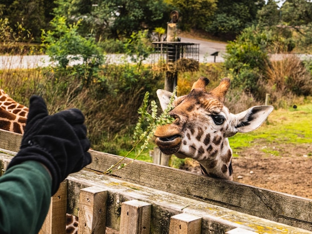 写真 犬のクローズアップ