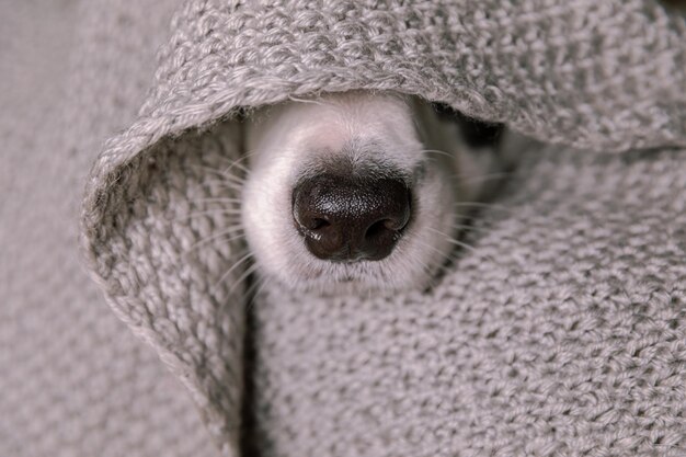 写真 犬のクローズアップ