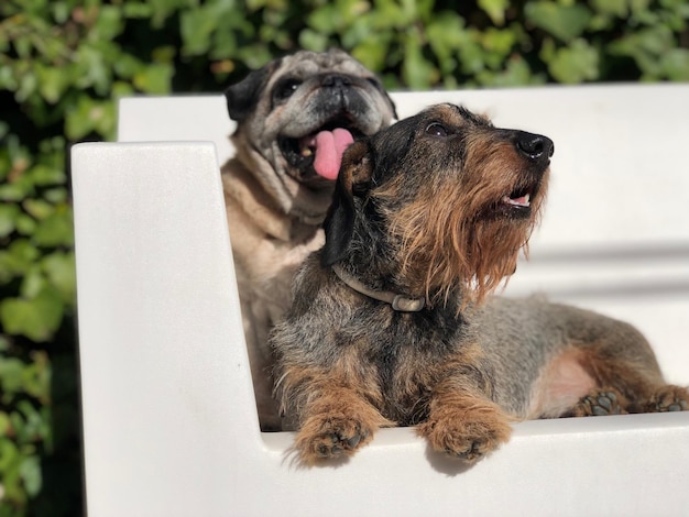 写真 犬のクローズアップ