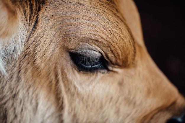 写真 犬のクローズアップ