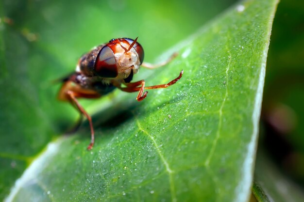 Фото Крупный план мухи дрона на листе