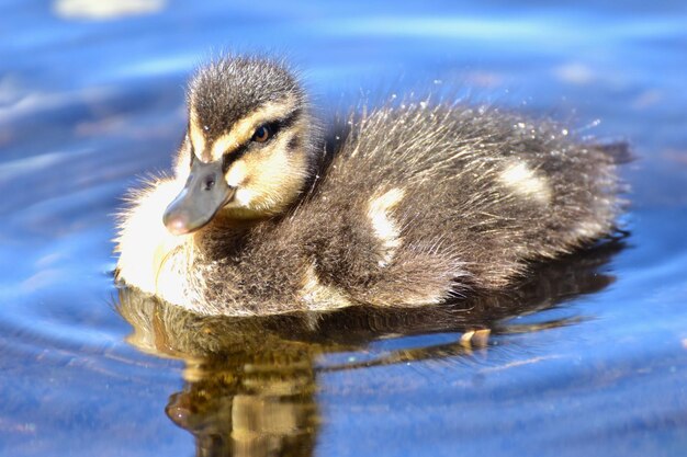 写真 湖中のアヒルのクローズアップ