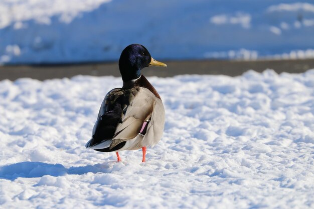 写真 雪の上にあるアヒルのクローズアップ