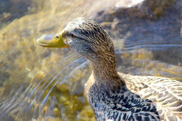 写真 アヒルのクローズアップ