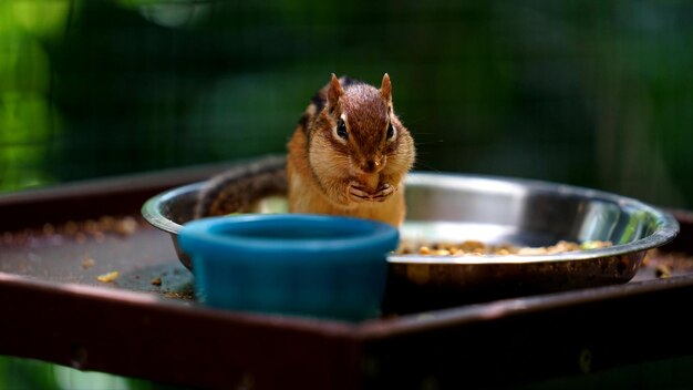 写真 食べている食べ物のクローズアップ