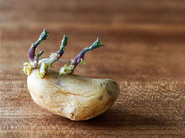 写真 花をかせているジャガイモのクローズアップ