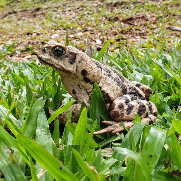 Фото Крупный план лягушки на земле. tetrapod, diapsida, rhinella icterica, bufo ictericus. сапо куруру