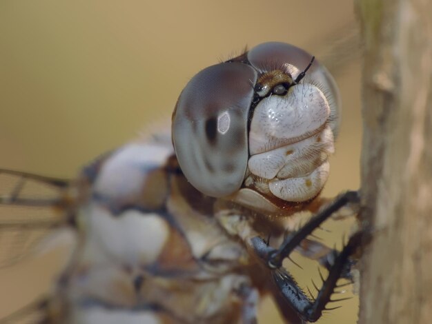 写真 木の上の果物のクローズアップ