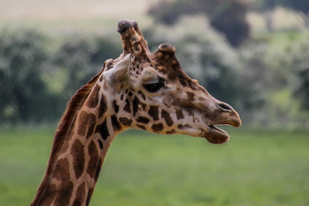 写真 ジラフのクローズアップ