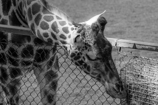 写真 ジラフのクローズアップ