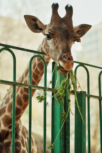 写真 ジラフのクローズアップ