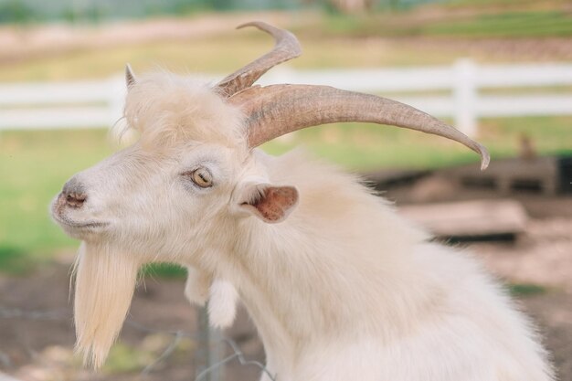 写真 ヤギのクローズアップ