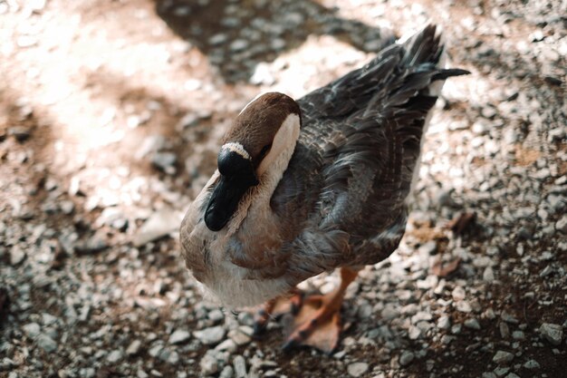 写真 ガチョウのクローズアップ