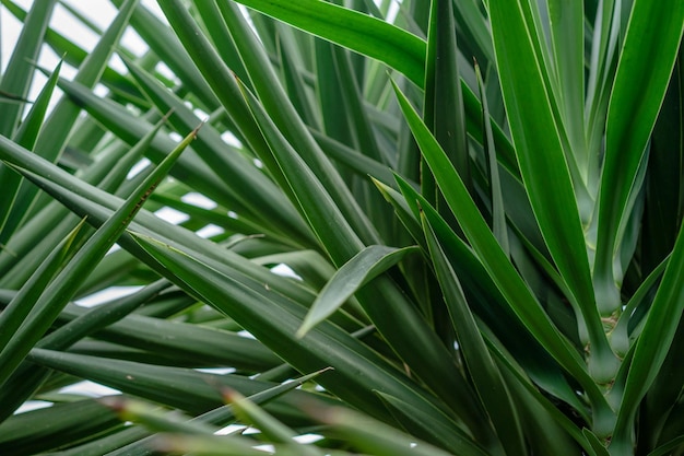 写真 緑の植物 の 写真 の クローズアップ